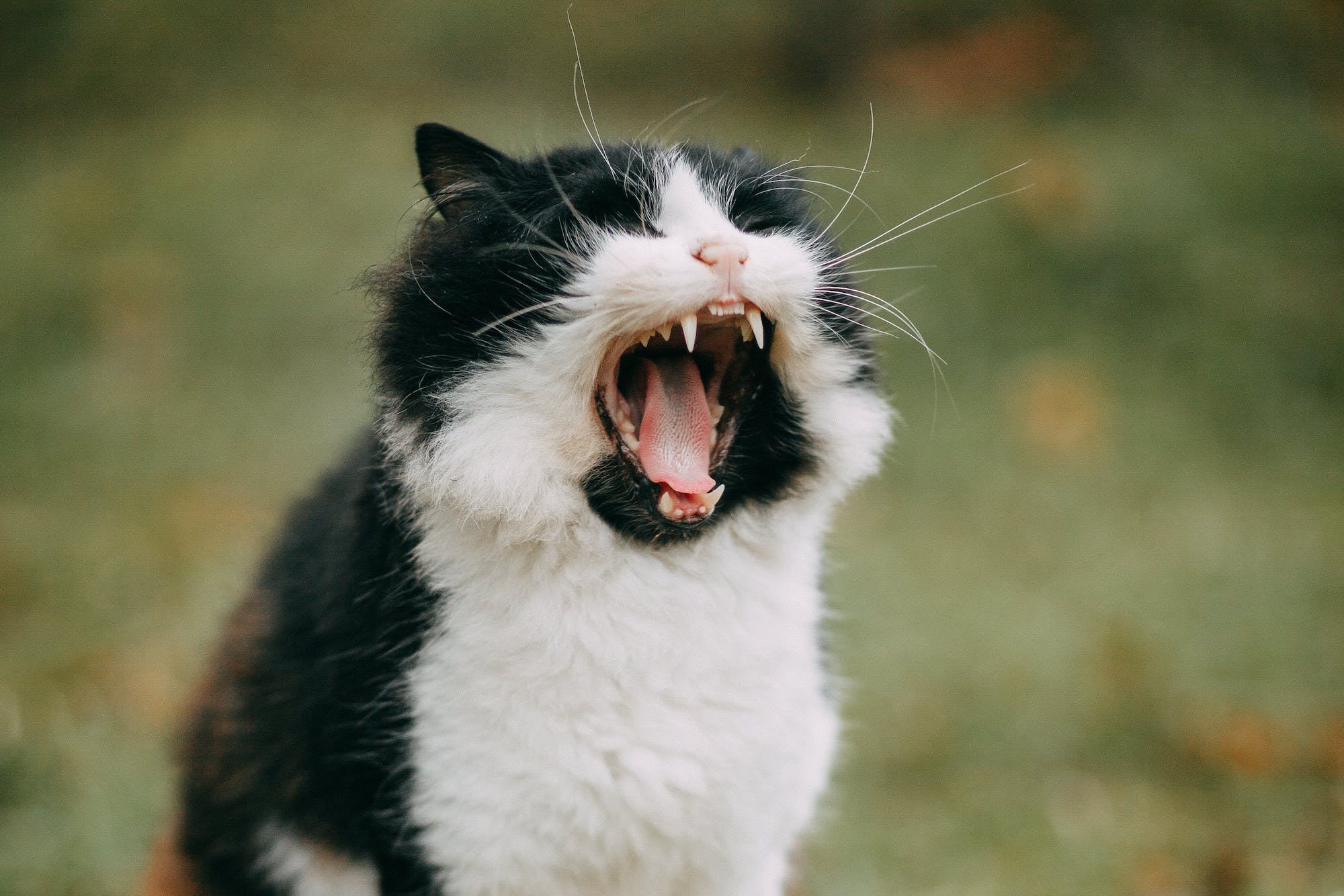 A black and white cat meows
