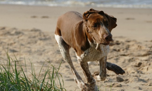 A Bracco Italiano runs on the beach
