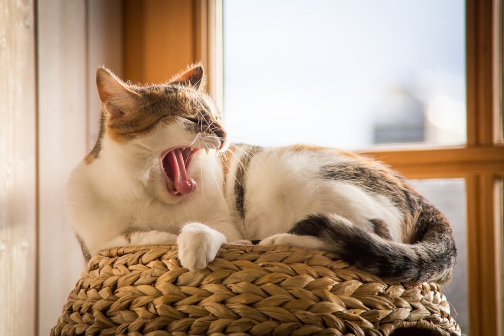 Cat yawns while sitting in a window