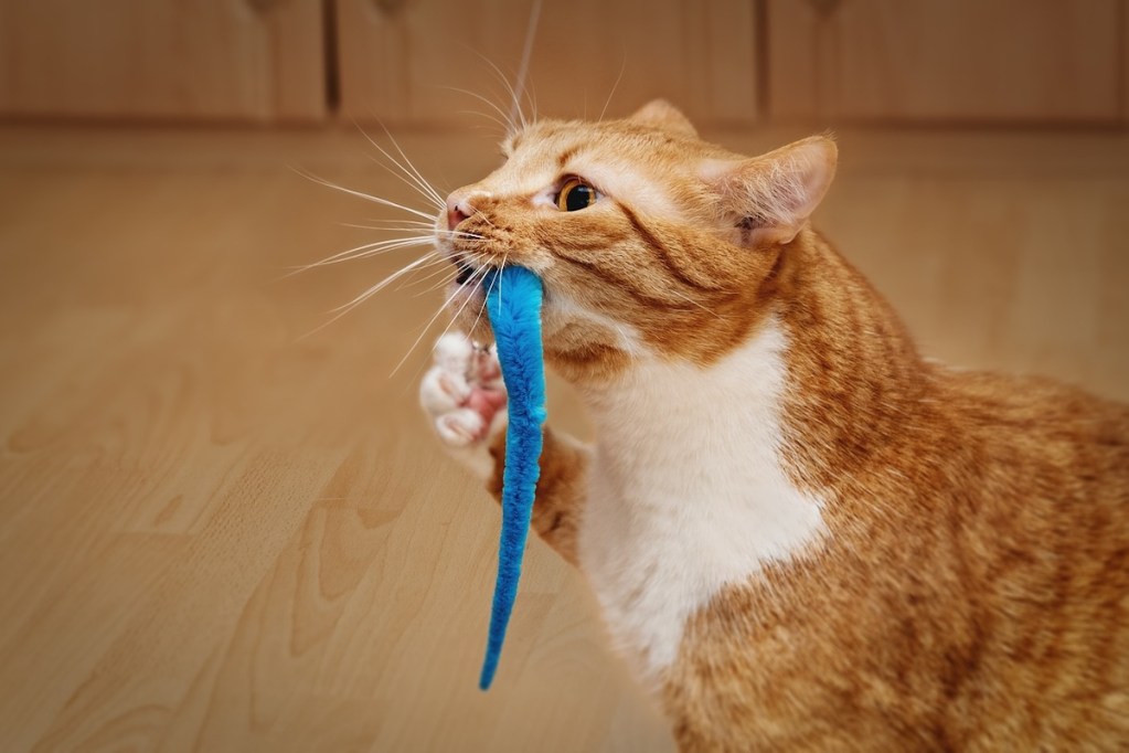 Cat stands with a blue toy in her mouth