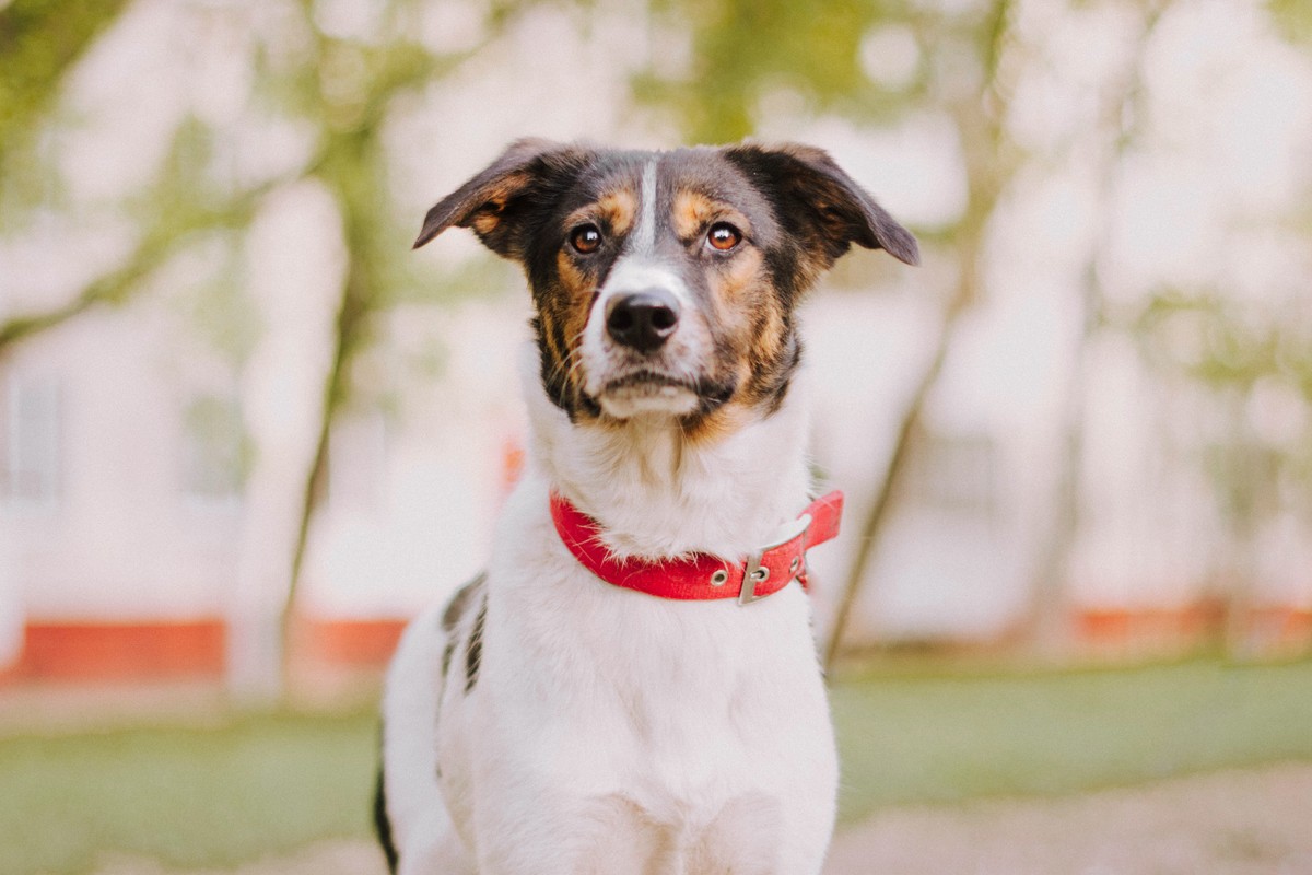 Dog with a red collar