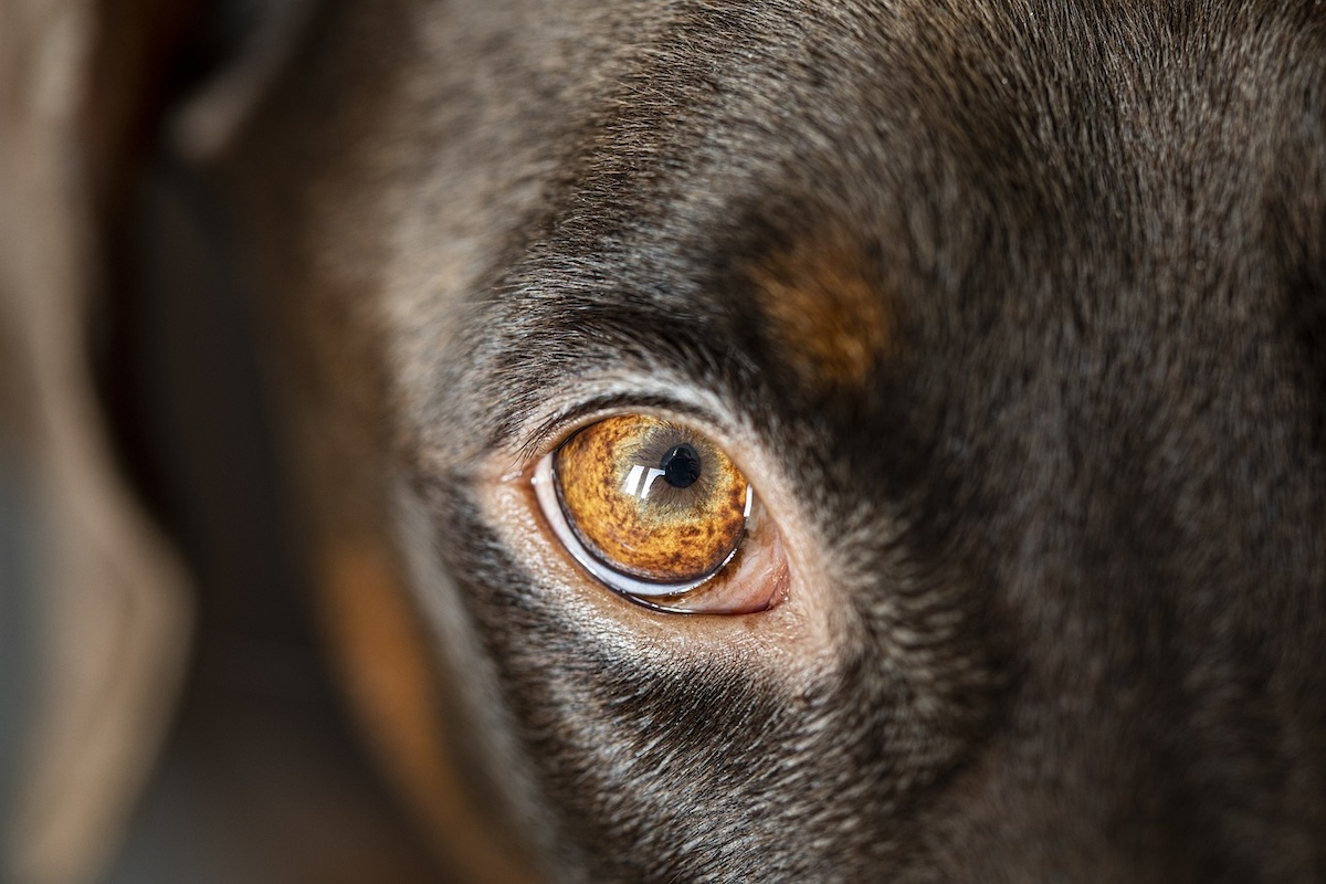 Why do dogs get eye boogers? PawTracks