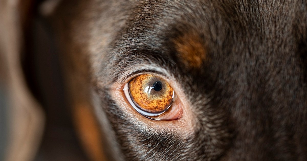 Why do dogs get eye boogers? PawTracks