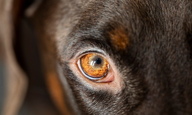 Closeup of dog eye