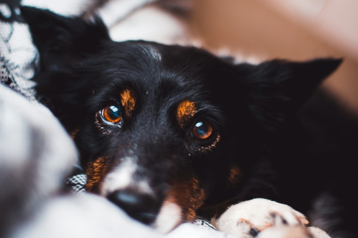Dog lying in bed and staring up at the camera