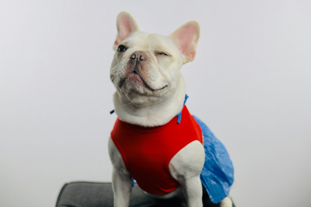 A white French Bulldog in a red shirt winking