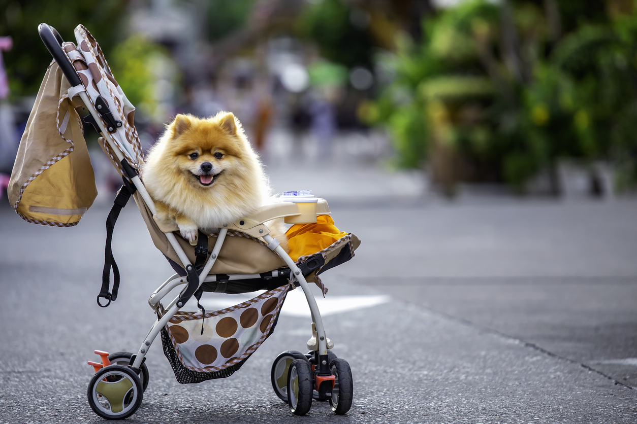 Small dog on a stroller 