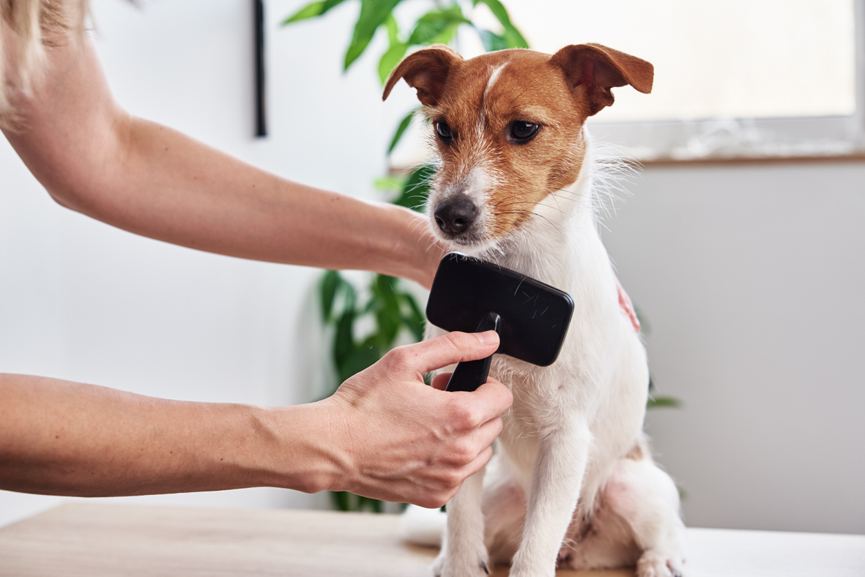 Woman brushing dog