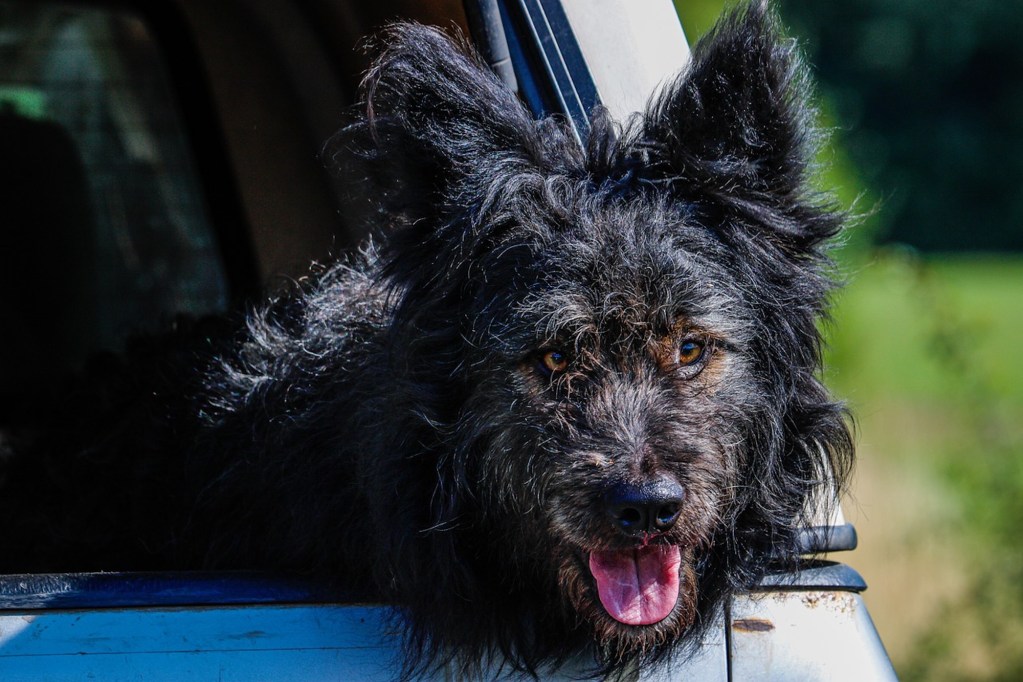 A Mudi dog with its tongue out looking out the car window