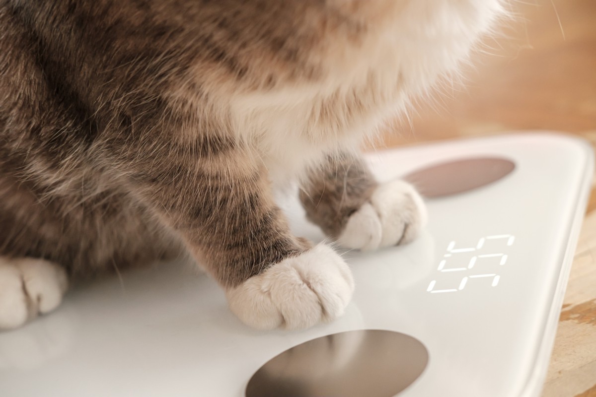 Paws Scale The best pet scales of 2024 | PawTracks
