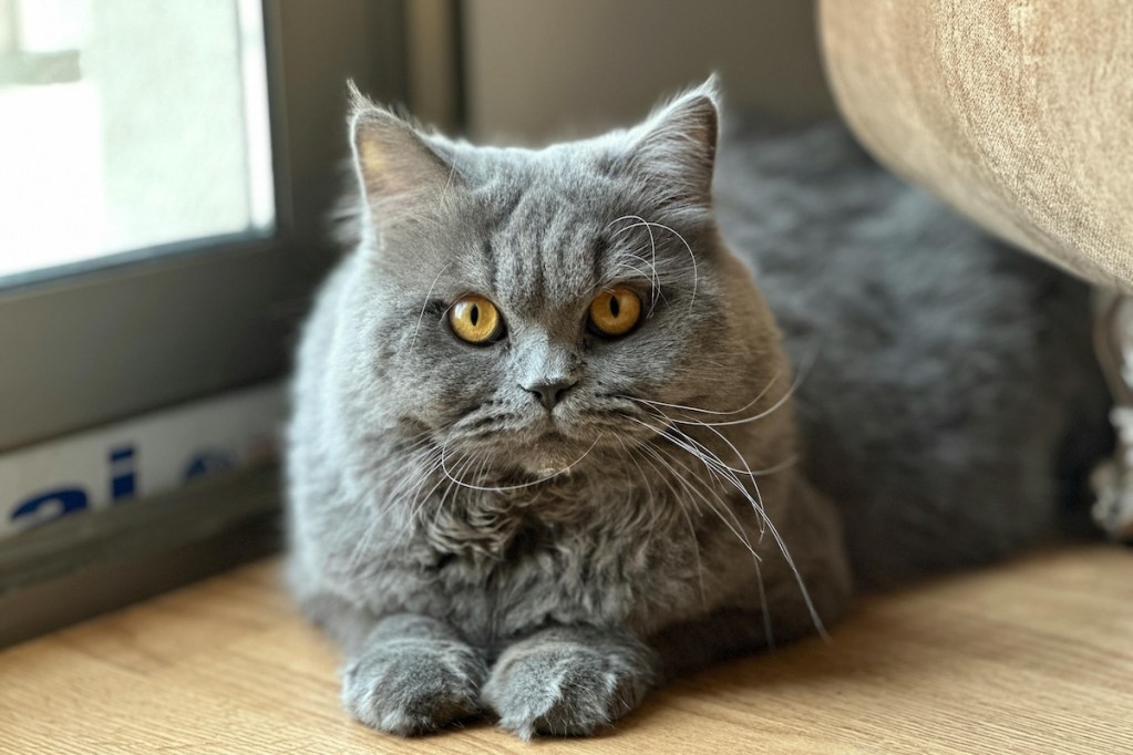 a large gray cat