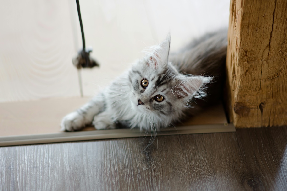 cat with long gray hair looking at toy