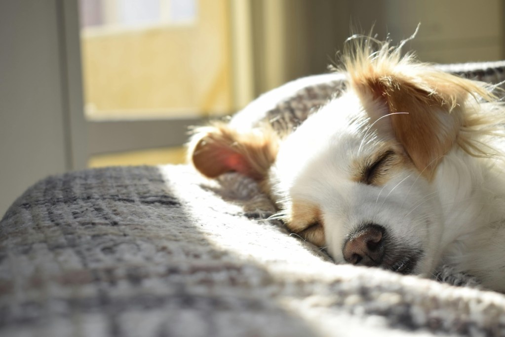 a dog sleeping in bed