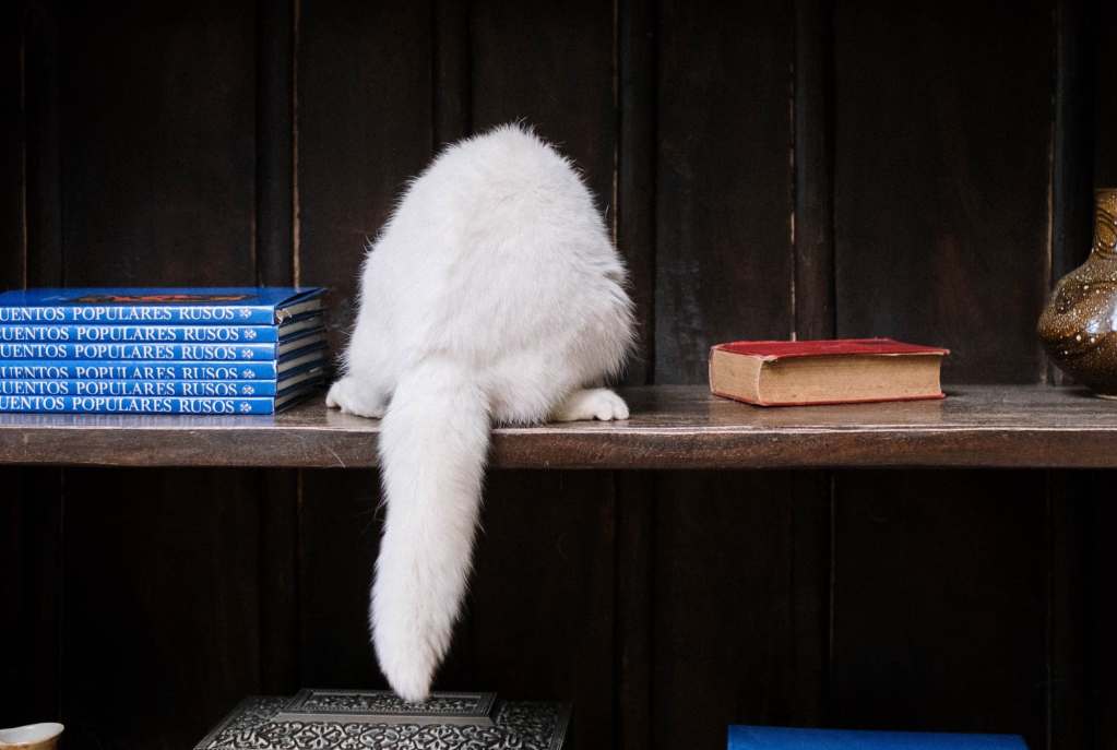 A white cat's tail hangs from the wooden bookshelf