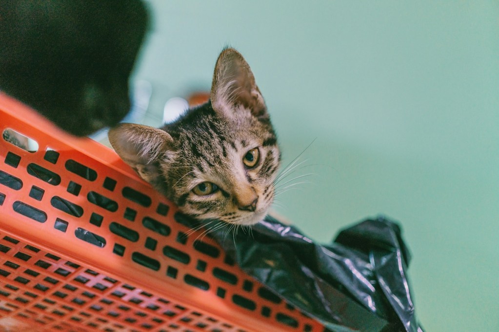 cat in basket with plastic bag