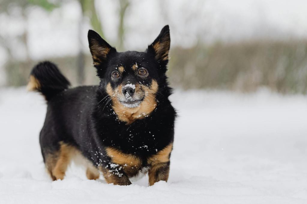 A Lancashire Heeler stands in the snow