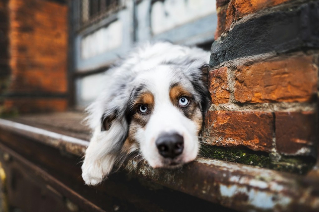 Australian shepherd by brick wall