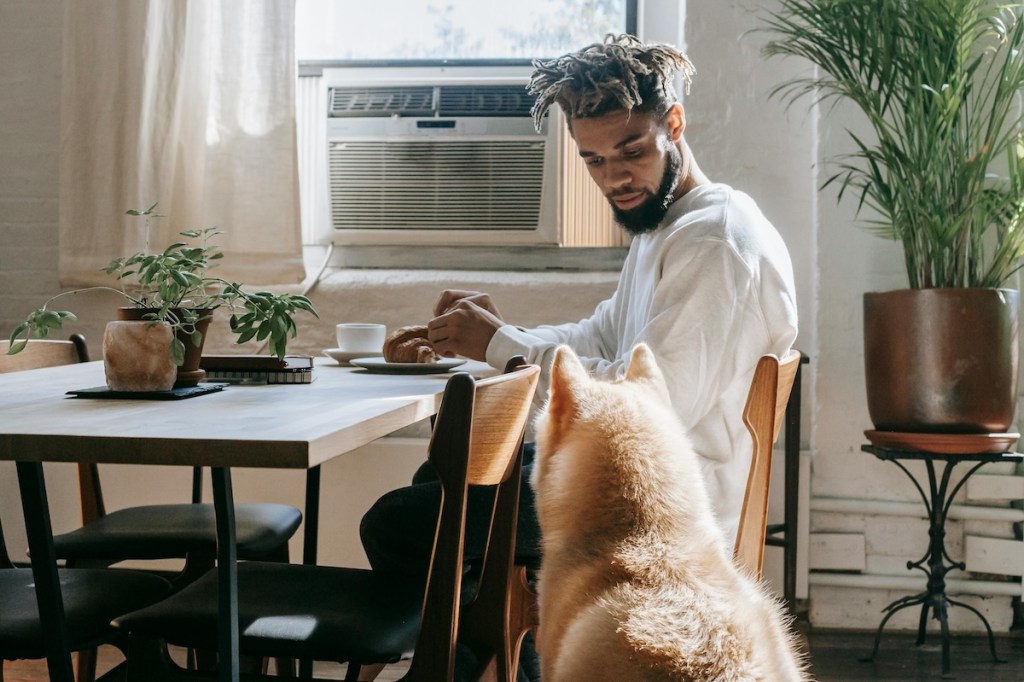 a dog begging for food at the table