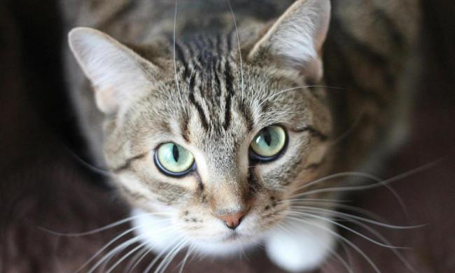 A tabby cat looks up eith blue eyes