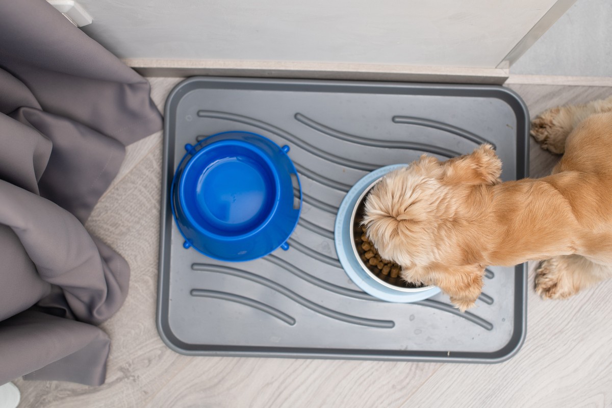 best water bowl mat