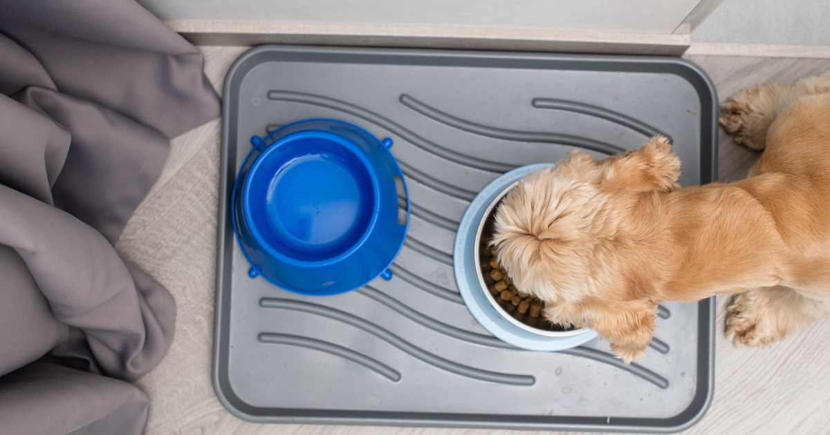 The Best Water Bowl Mat of 2024 PawTracks