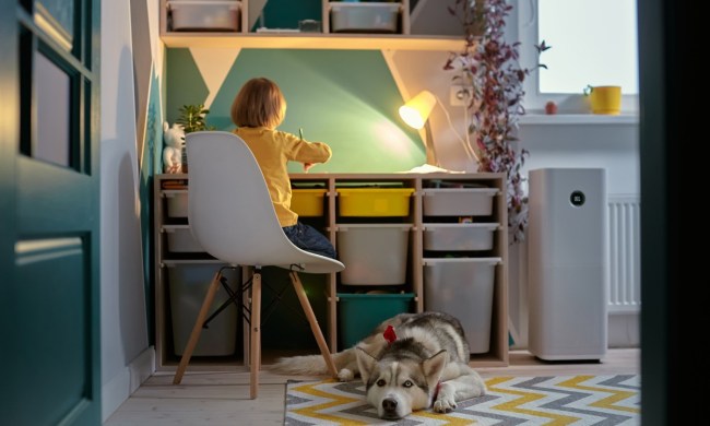 Allergy Child, pet dog and air purifier in children's room