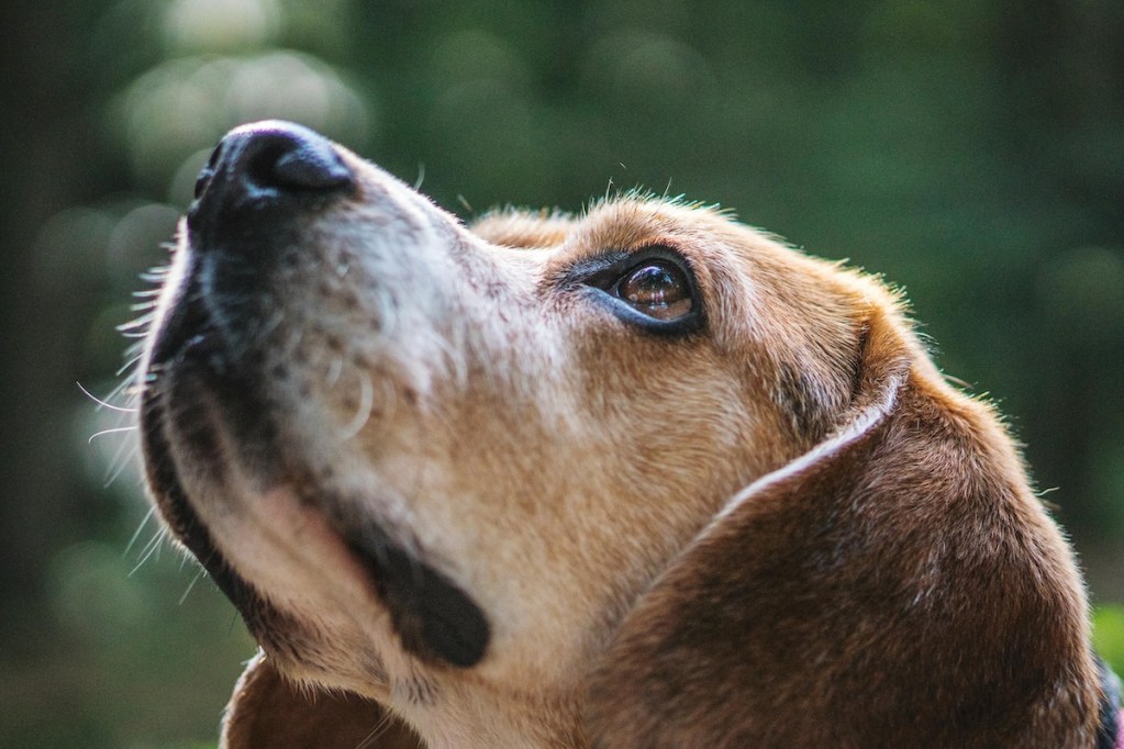 a close up of a beagle