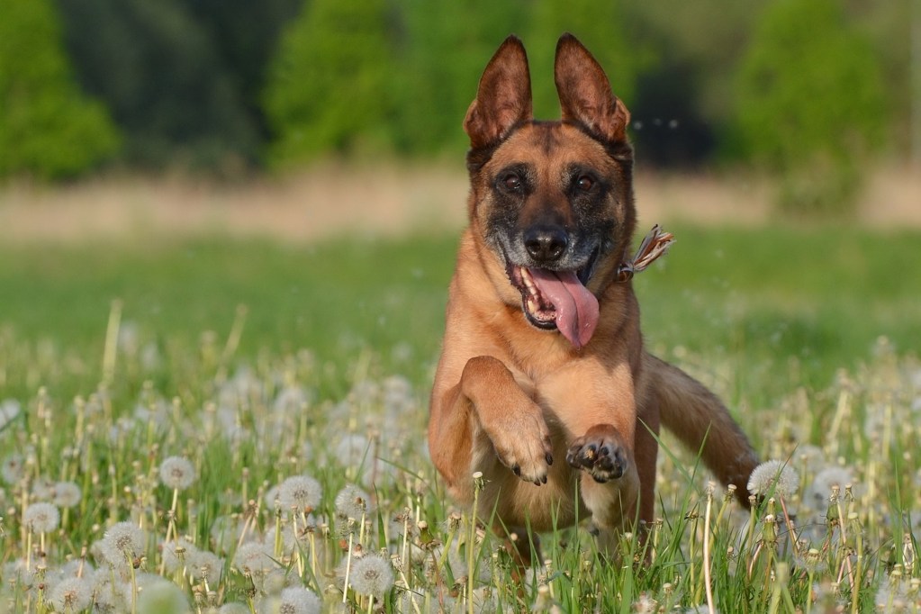 A Belgian Malinois leaps through a meadow of dandelions