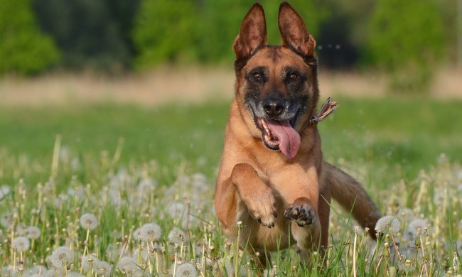 A Belgian Malinois leaps through a meadow of dandelions
