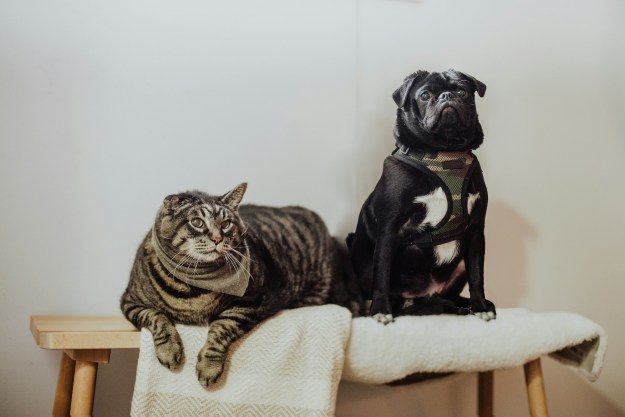 A black pug and a tabby cat sit on a table