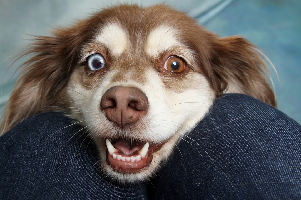 A brown dog with heterochromia leans his head on a person's lap