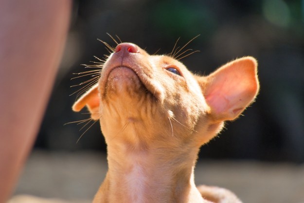 A brown puppy looks up, with sunlight shining on their whiskers