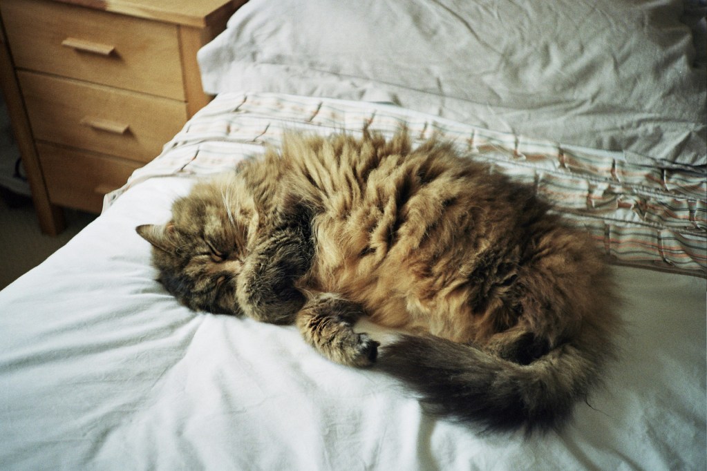 A brown tabby cat curled up on the bed