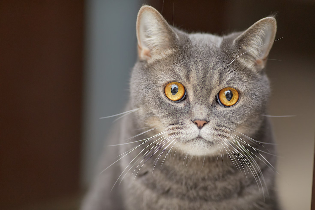 A cat stares into the camera