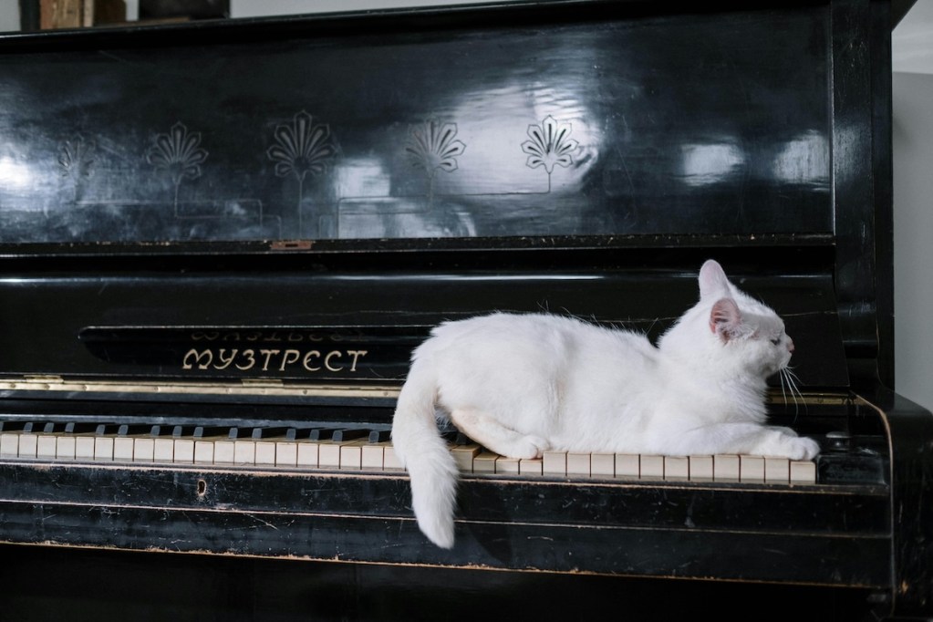 A cat sits on the keys of a piano