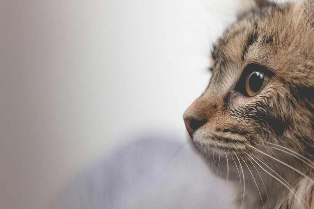 side angle of a cat with wide eyes
