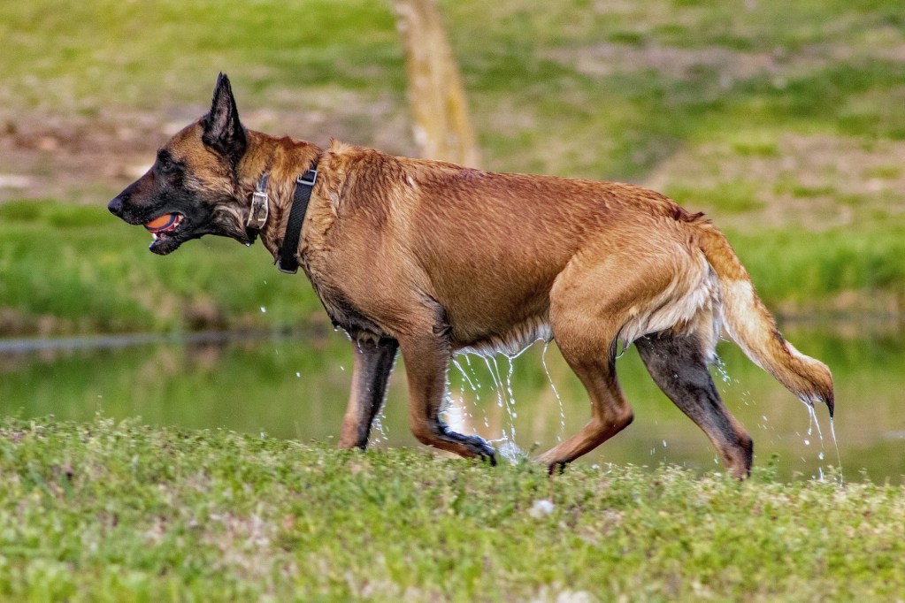 Side profile of a Belgian Malinois dog holding a ball in their mouth