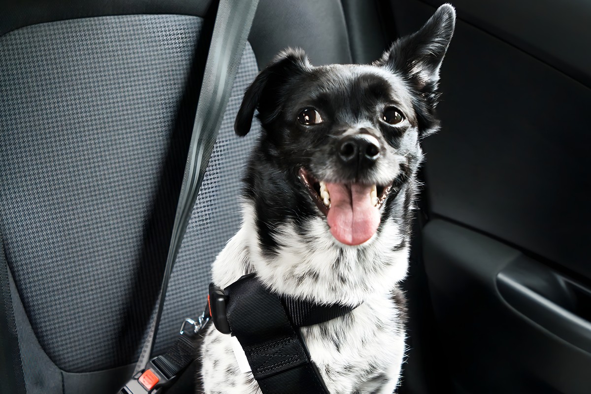 best dog car seat belt