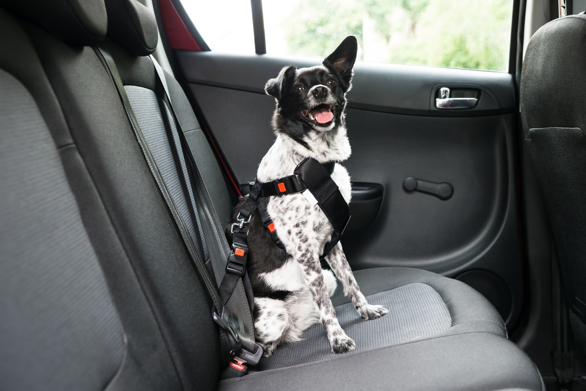best dog car seat belt