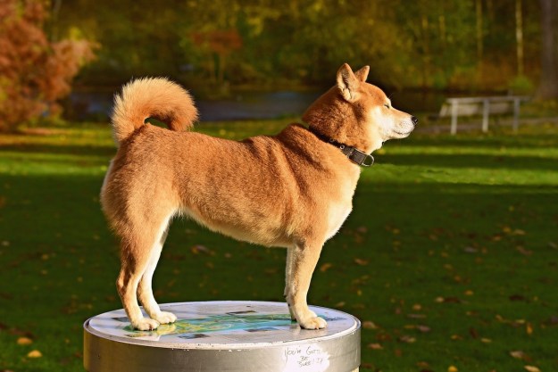 Dog stands on a pedestal