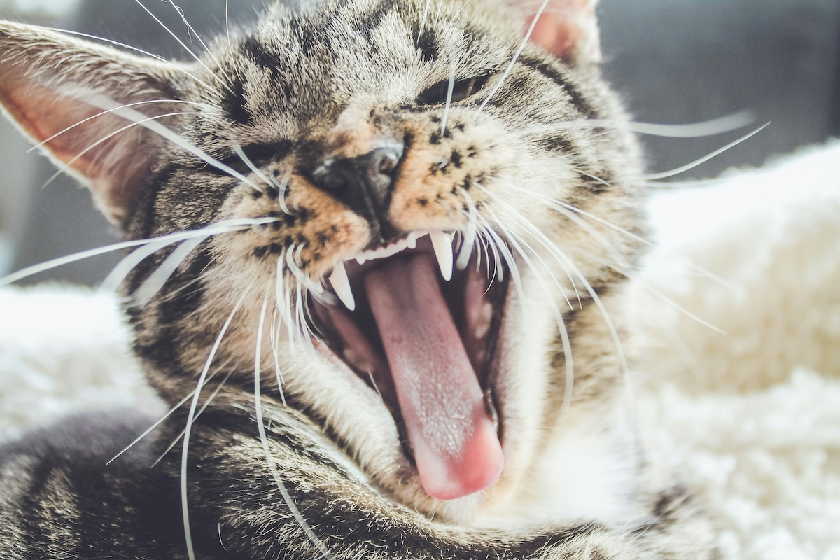 a closeup of gray striped cat hissing