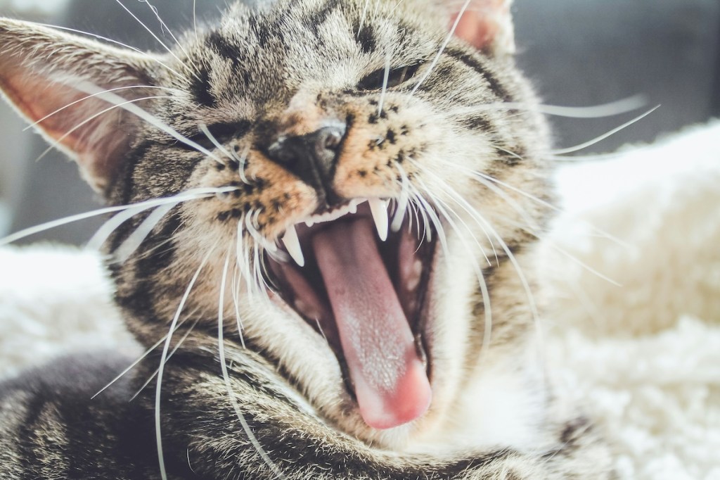 a closeup of gray striped cat hissing