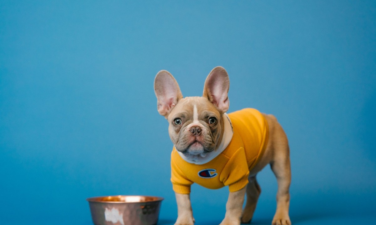 A French bulldog puppy wearing a yellow sweater stands next to a dog bowl in front of a blue background