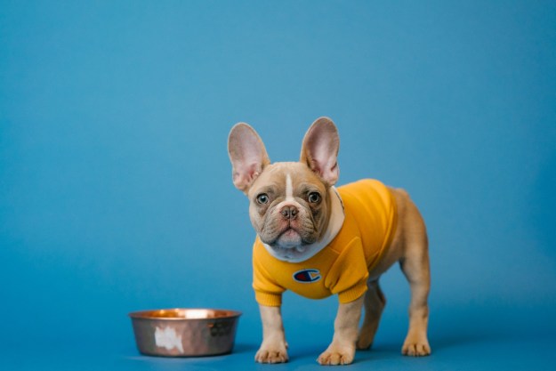 A French bulldog puppy wearing a yellow sweater stands next to a dog bowl in front of a blue background