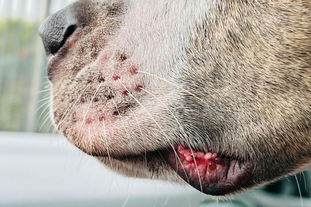 A dog's snout with white whiskers