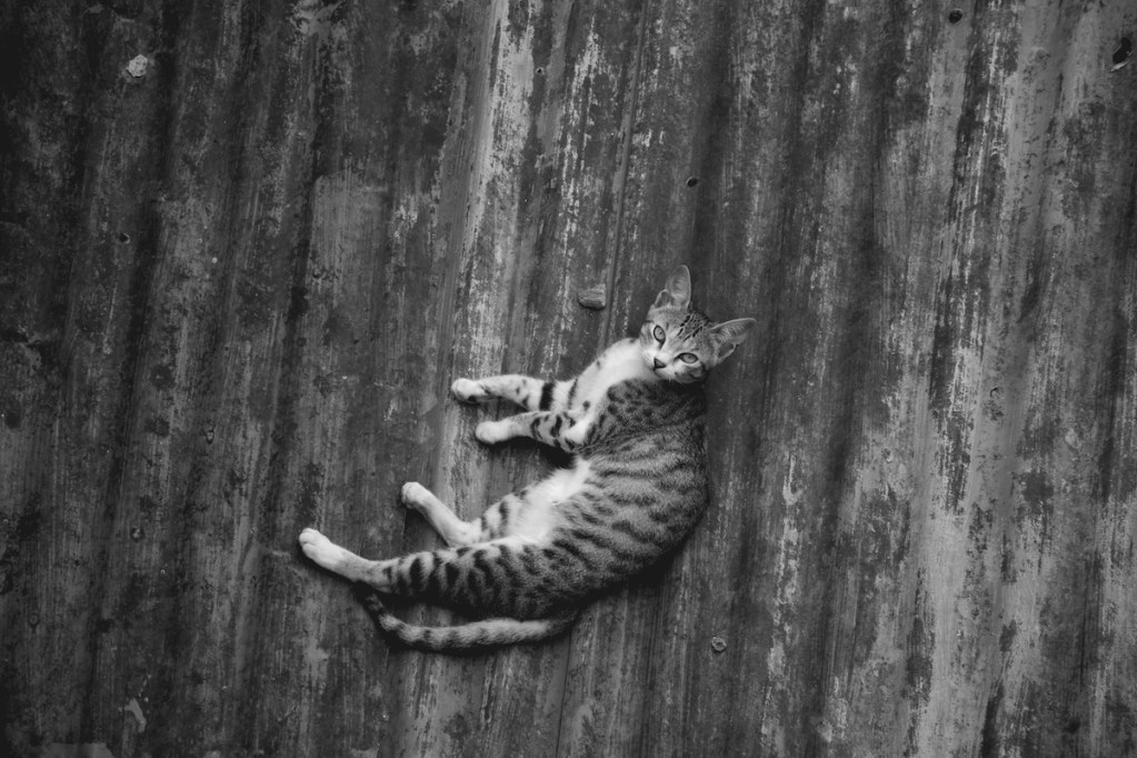 gray_striped cat on gray deck
