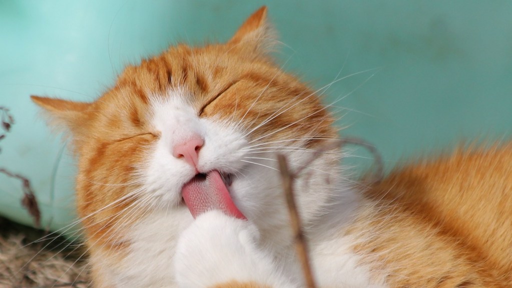 A cat licking his paw while lying in front of a blue background