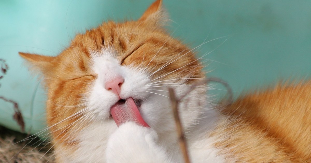 Why do cats lick themselves? PawTracks