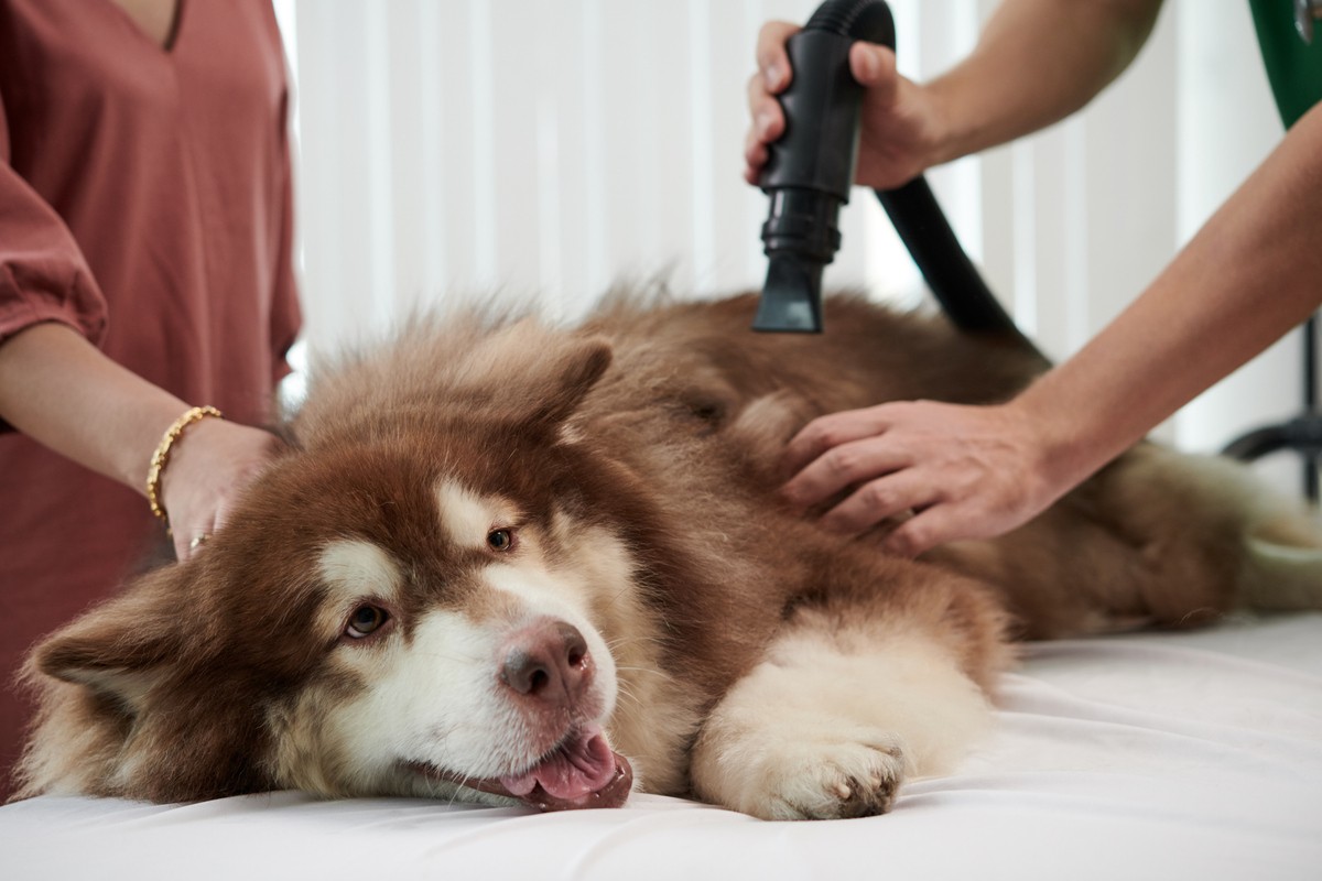 best pet grooming vacuum