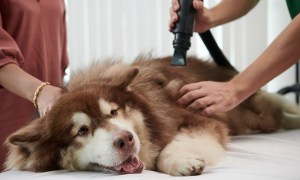 best pet grooming vacuum